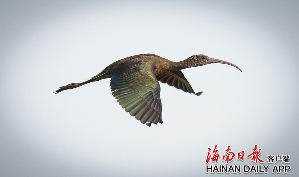 珍稀鸟类彩鹮现身儋州湾系海南鸟类新记录
