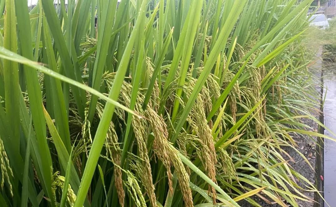 科学施肥是水稻优质高产的基础,根据19香耐肥,前期生长稍慢的特点,中