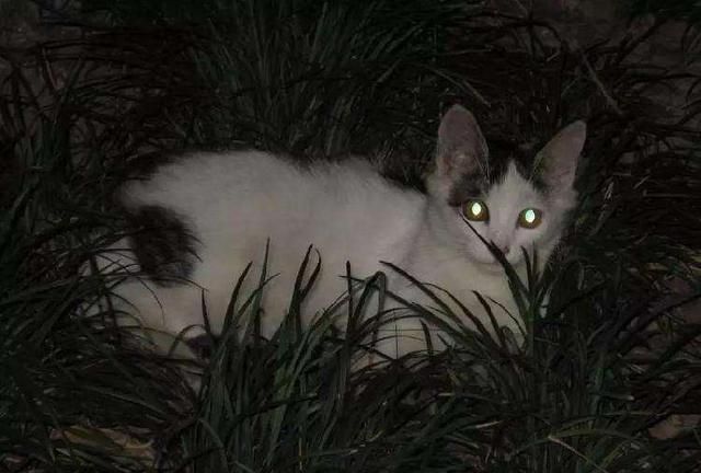 猫咪的眼睛在夜里反光是什么颜色如果你认为只有绿色那就错了