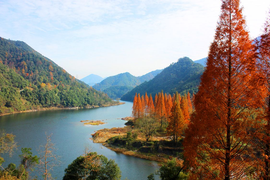 皎口红杉林,蒹葭苍苍,白露为霜|皎口水库|中村|蒹葭_新浪新闻