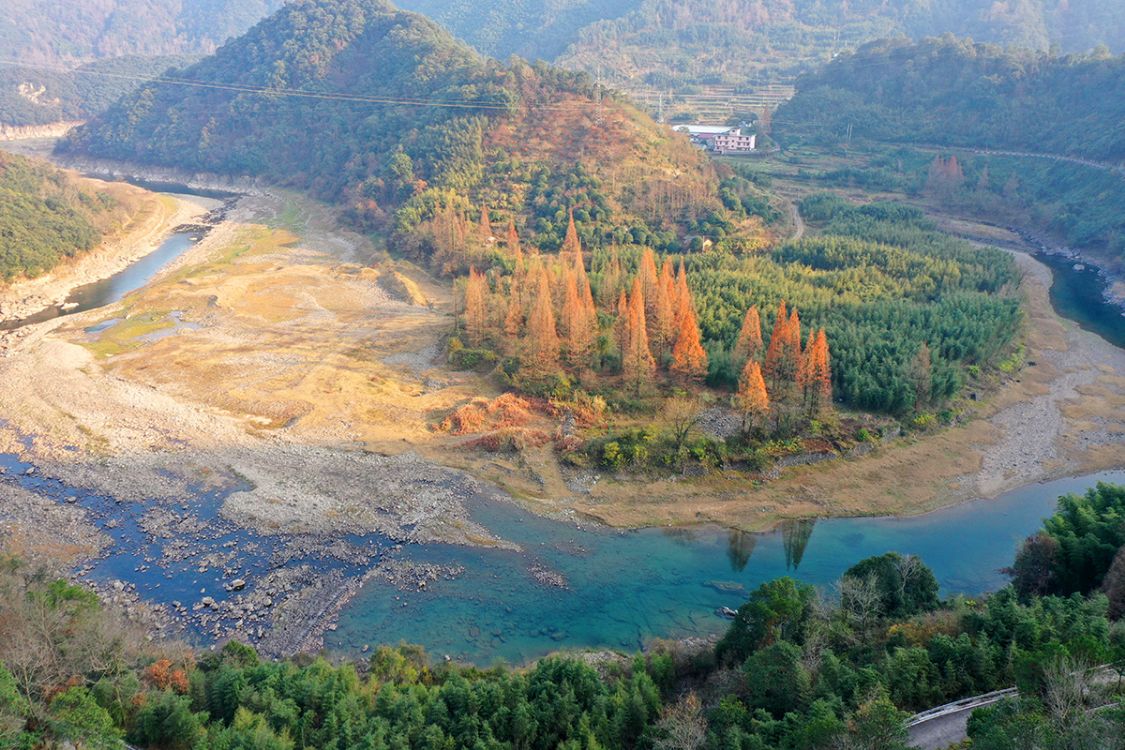 皎口红杉林,蒹葭苍苍,白露为霜|皎口水库|中村|蒹葭_新浪新闻