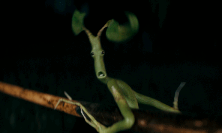 又见嗅嗅护树罗锅皮克特