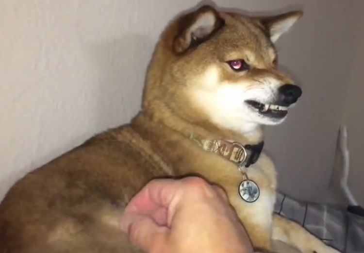 逗比主人拔柴犬的毛柴犬疼得差点咬了主人柴犬内心苦