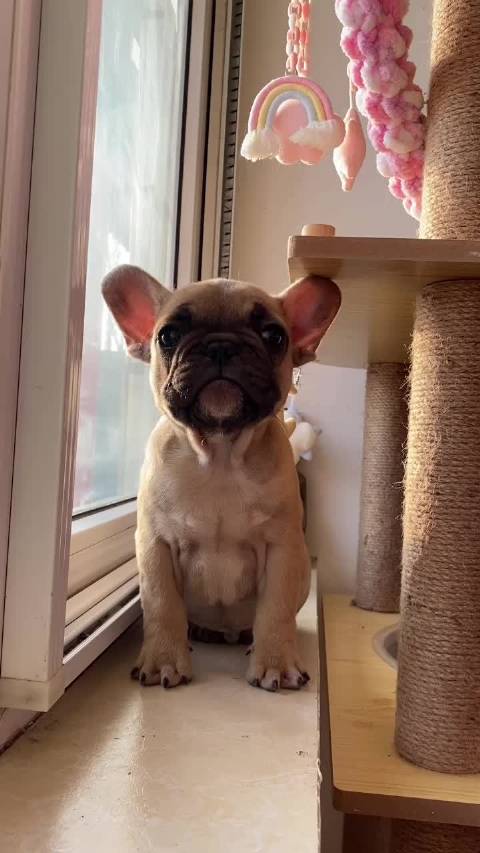 驼色法斗弟弟我是乖宝宝