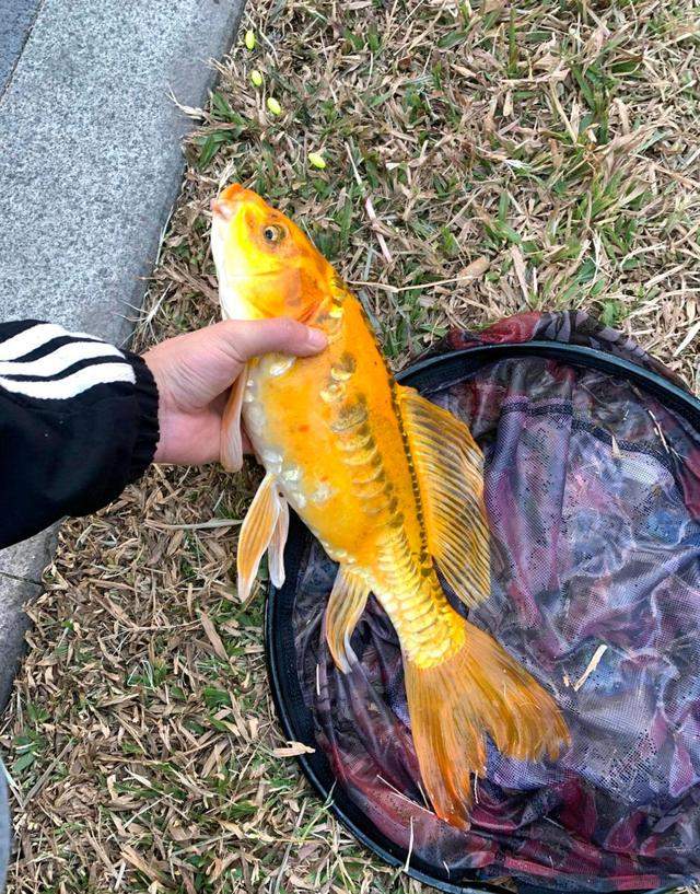 答案是观赏鱼的一种——黄金龙凤,认为其是使用三道鳞杂交而成的品种