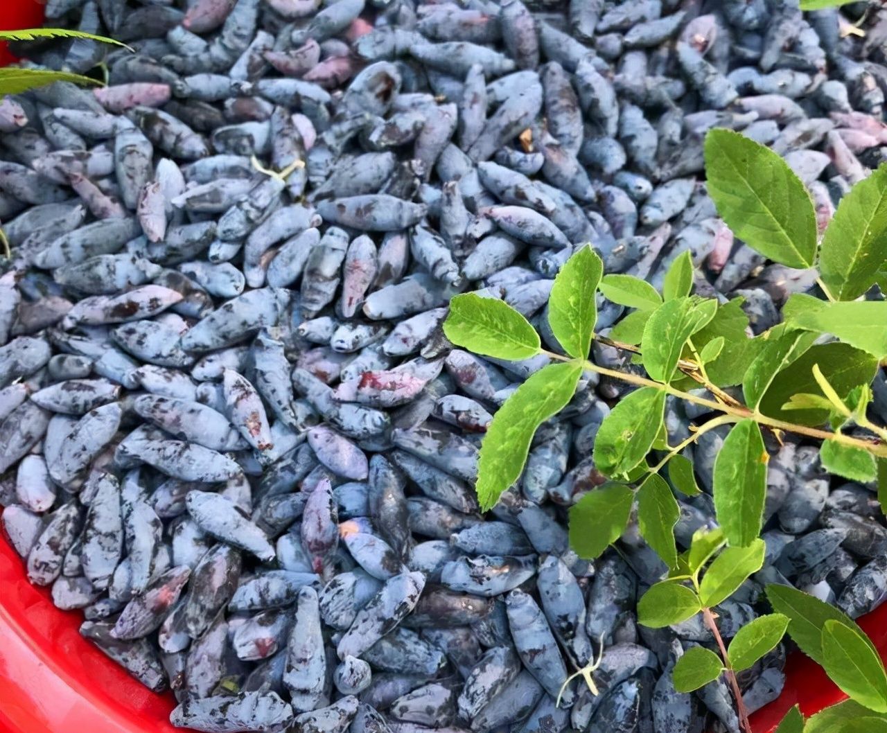 有着水果之最的称呼市场上却很少看到黑瞎子果是何果
