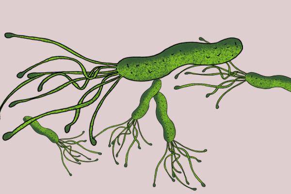 幽门螺杆菌又一高风险因素被发现，柳叶刀子刊，给国人提了个醒休闲区蓝鸢梦想 - Www.slyday.coM