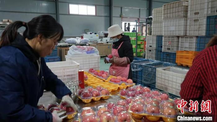 陕西省白水县一苹果加工厂内，工人正在包装苹果。党田野 摄