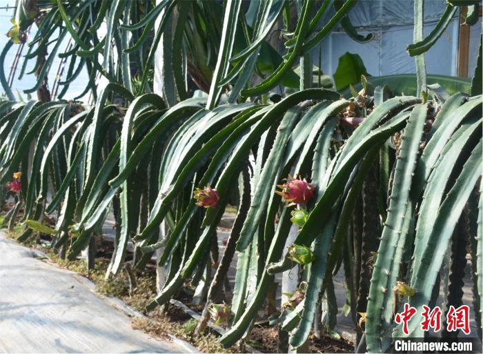 成熟完备的火龙果种植技术。赵艺璇 摄