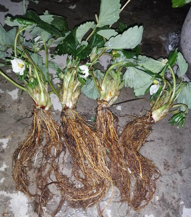 如果盆土下了太多底肥,尤其在栽种裸根草莓苗的话,会容易烧根,后期