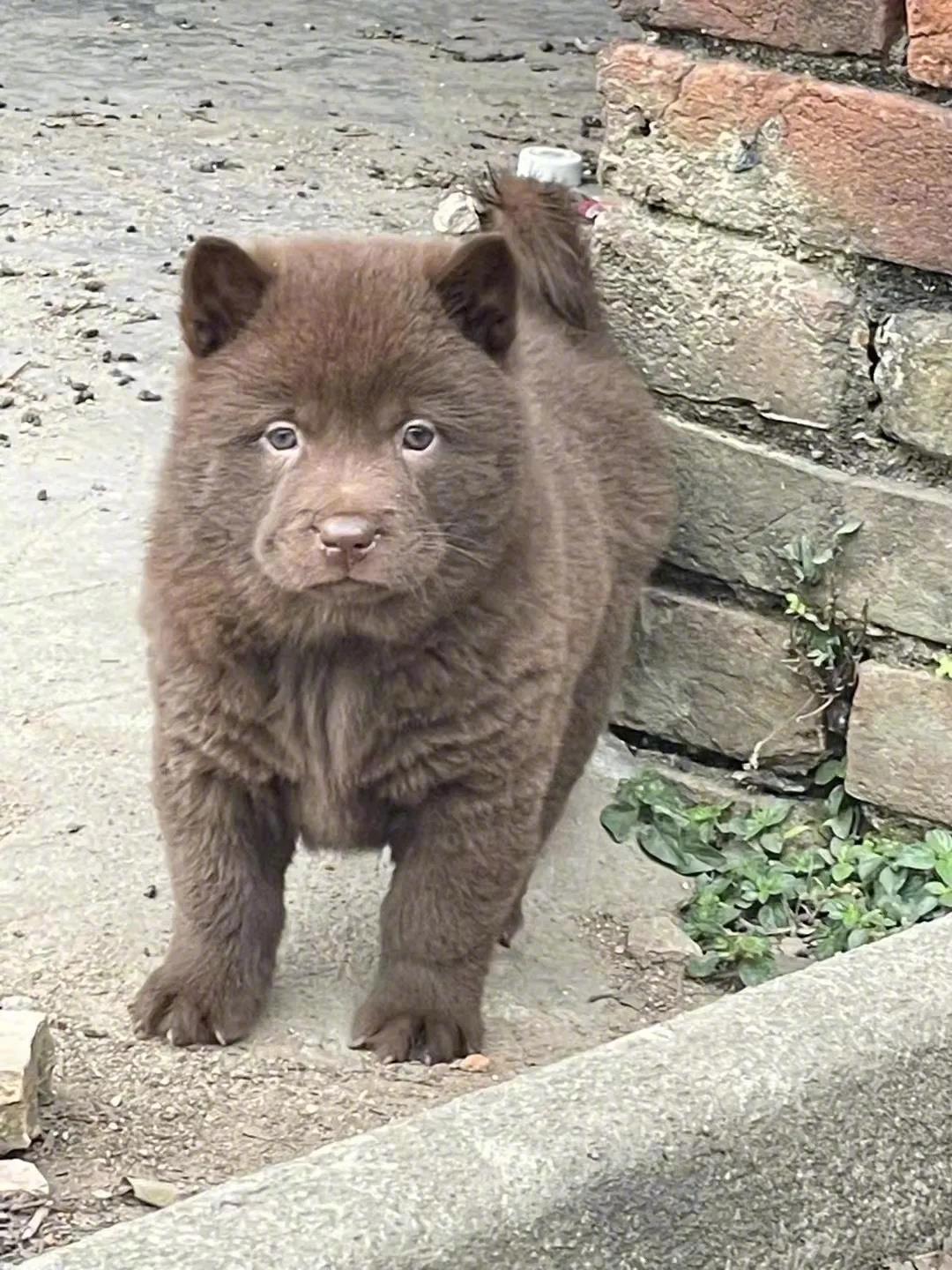 哟这个山牛红不错哦