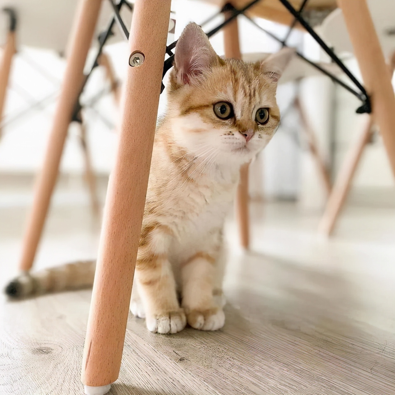 活不过7天的“星期猫”，真的很可怜休闲区蓝鸢梦想 - Www.slyday.coM