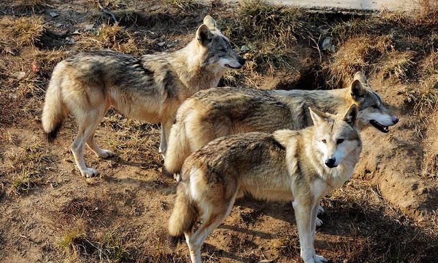 在蒙古草原上遇到狼群躲在车上好危险差一点丢掉一只胳膊