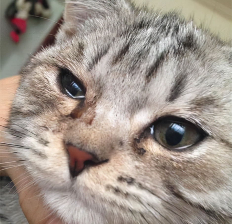 活不过7天的“星期猫”，真的很可怜休闲区蓝鸢梦想 - Www.slyday.coM