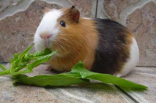 上面一道美食,看画的人数超过原作|最后的晚餐|豚鼠|萨帕塔_新浪新闻