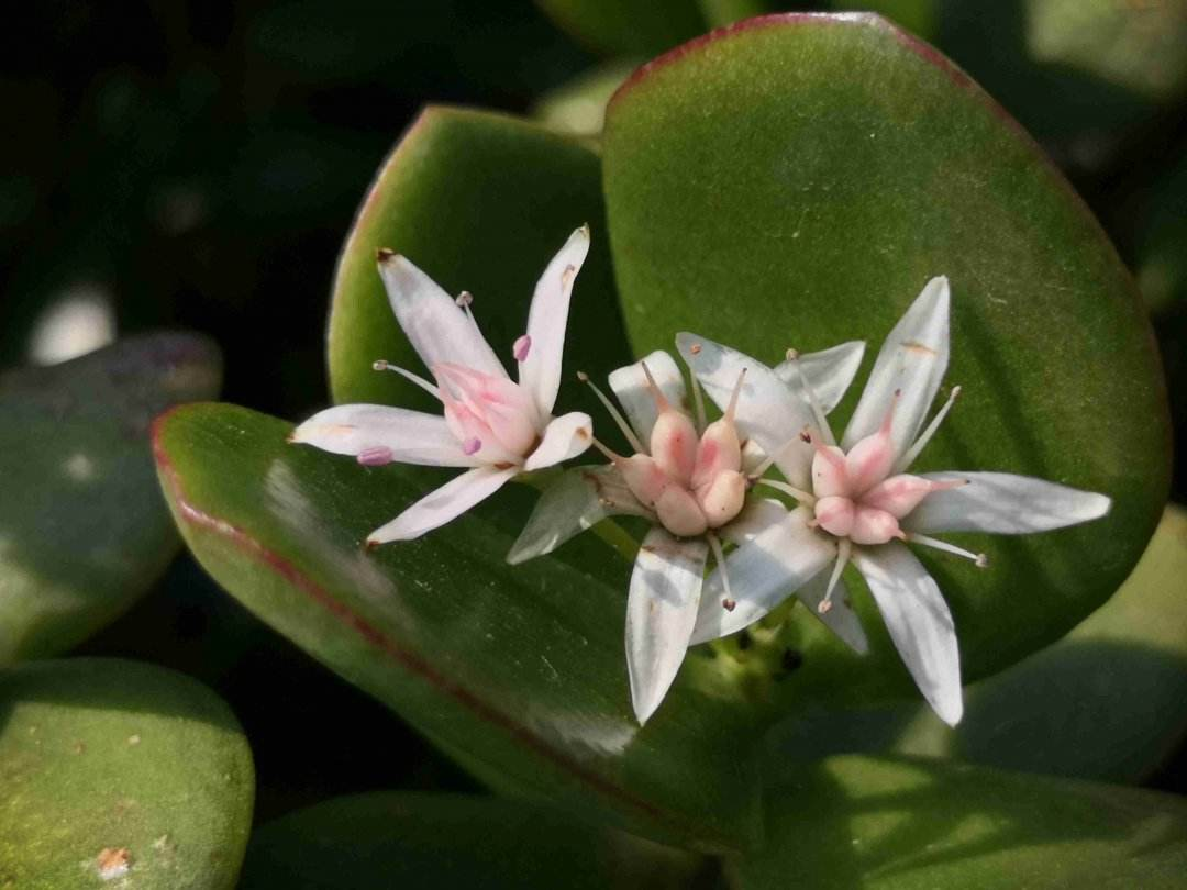 玉树开花大吉大利记住三个窍门开出满树吉利花