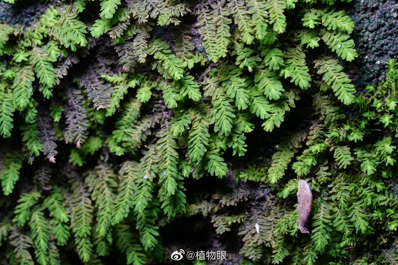苔藓其实是个很大的家族，旗下有三大“门派”——藓类，苔类……|角|叶苔|植物界|植株|小矮人_新浪新闻