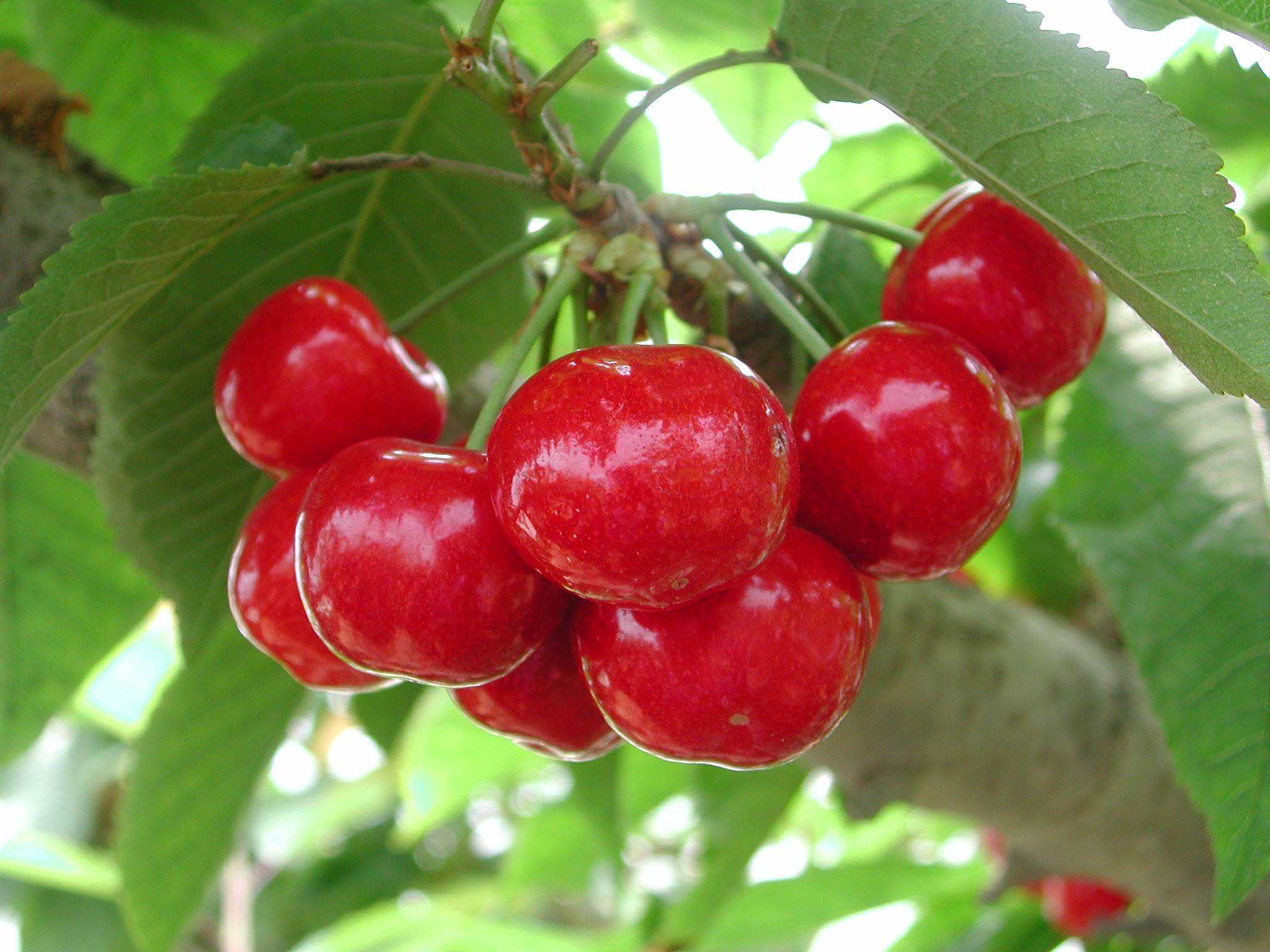 促进樱桃花芽分化用什么叶面肥