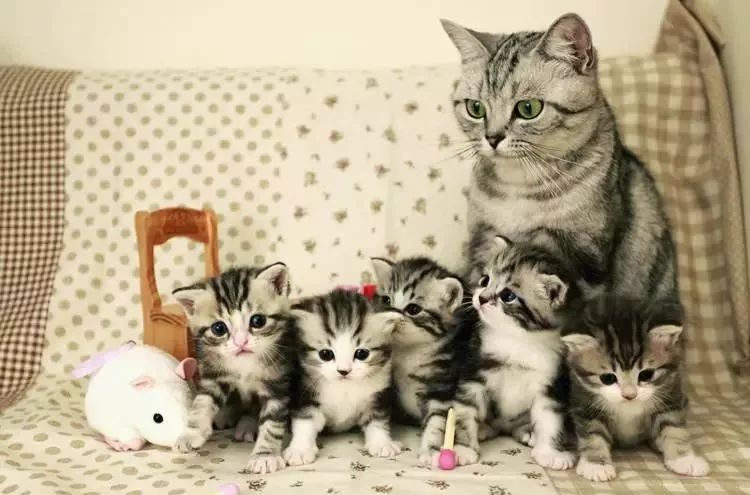 活不过7天的“星期猫”，真的很可怜休闲区蓝鸢梦想 - Www.slyday.coM