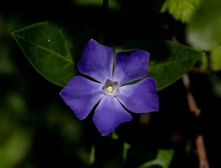 蓝色和紫色之间,其实如果非要划分成一种颜色的话就是"蓝紫色","长春