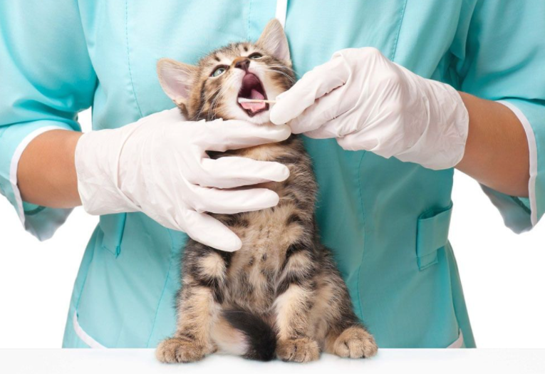 活不过7天的“星期猫”，真的很可怜休闲区蓝鸢梦想 - Www.slyday.coM