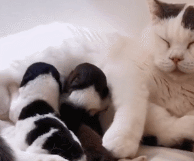 一窝狗崽失去了妈妈，女子尝试让猫照顾，再去看时：太有爱的画面休闲区蓝鸢梦想 - Www.slyday.coM