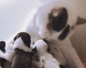 一窝狗崽失去了妈妈，女子尝试让猫照顾，再去看时：太有爱的画面休闲区蓝鸢梦想 - Www.slyday.coM