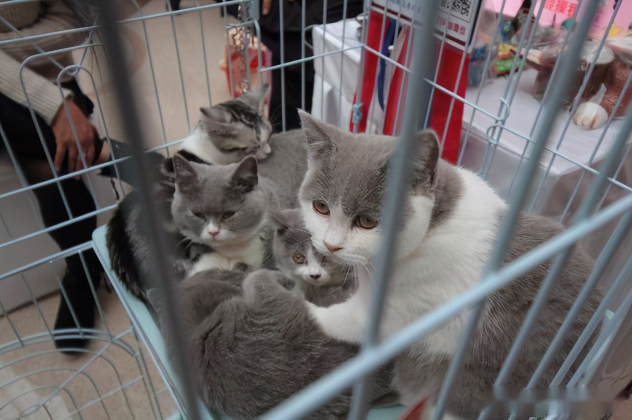 活不过7天的“星期猫”，真的很可怜休闲区蓝鸢梦想 - Www.slyday.coM