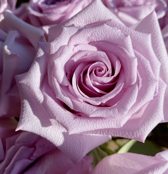 紫玫瑰中的极品冷美人花期长花苞大是送情人的首选