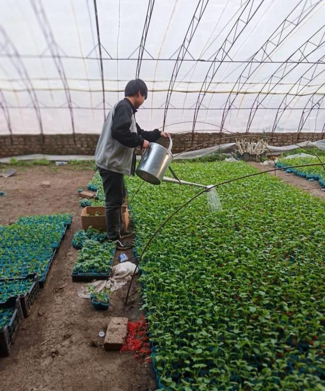 冬季大棚蔬菜生产要怎样浇水才科学又环保要控制量把握好时机