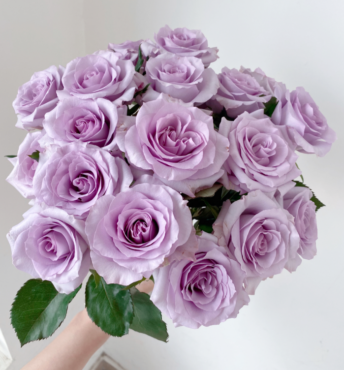 紫玫瑰中的极品冷美人花期长花苞大是送情人的首选