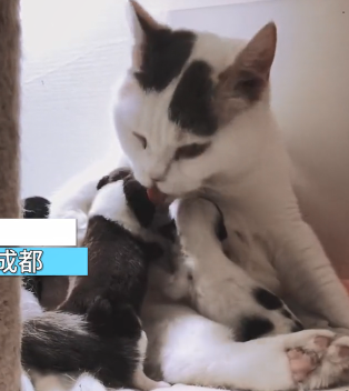 一窝狗崽失去了妈妈，女子尝试让猫照顾，再去看时：太有爱的画面休闲区蓝鸢梦想 - Www.slyday.coM