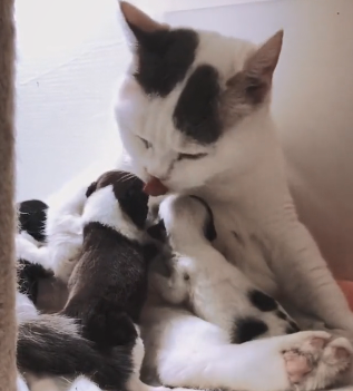 一窝狗崽失去了妈妈，女子尝试让猫照顾，再去看时：太有爱的画面休闲区蓝鸢梦想 - Www.slyday.coM