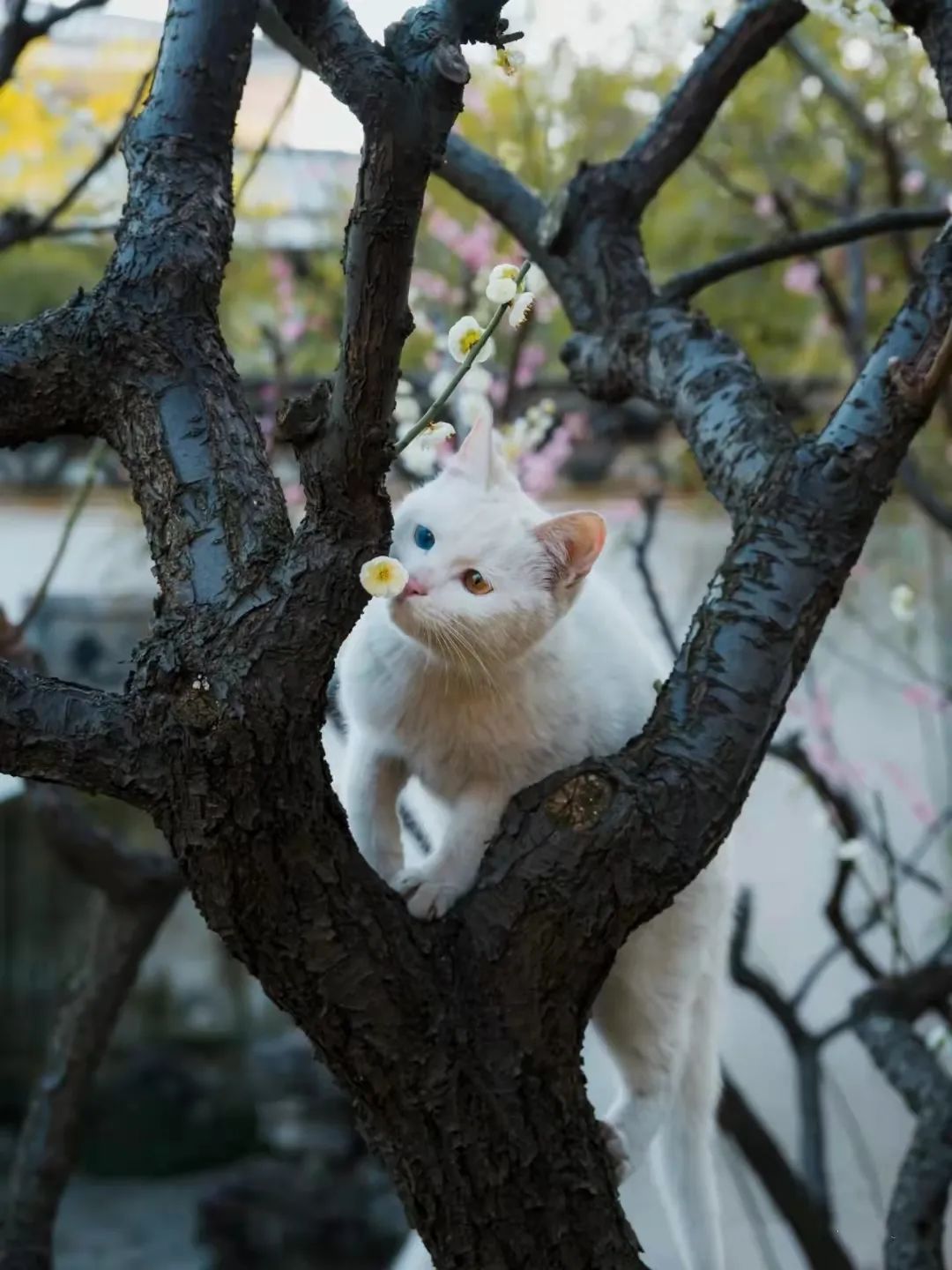 这些猫猫生活在园林 一生赏雨捻花 坐看百年四季 网友 想转行当神兽了 留园 新浪新闻