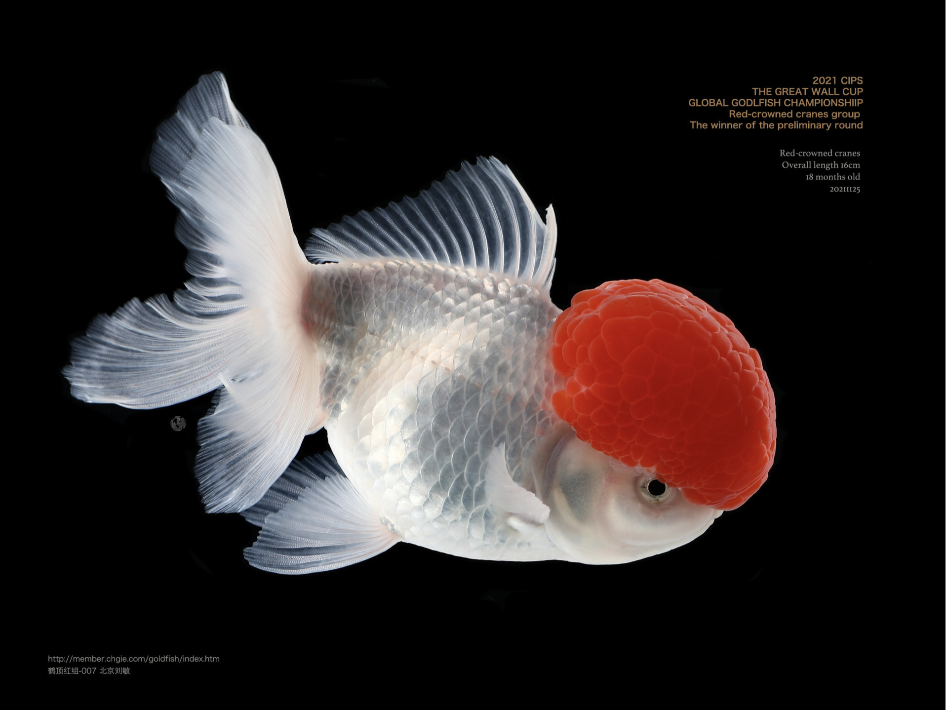 何为金鱼摄影作品&nbsp;何为授权&nbsp;本图为何为版权所有