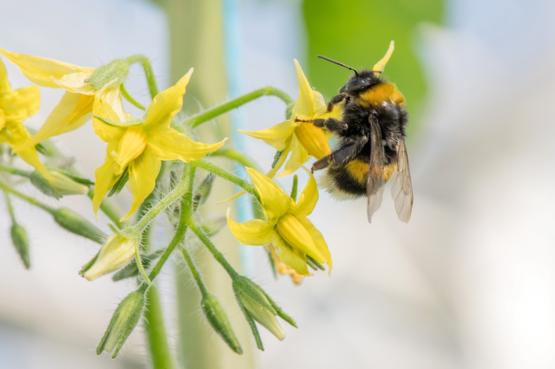 熊蜂震动翅膀,为番茄授粉,纯天然的方式授粉结出的番茄籽多饱满.