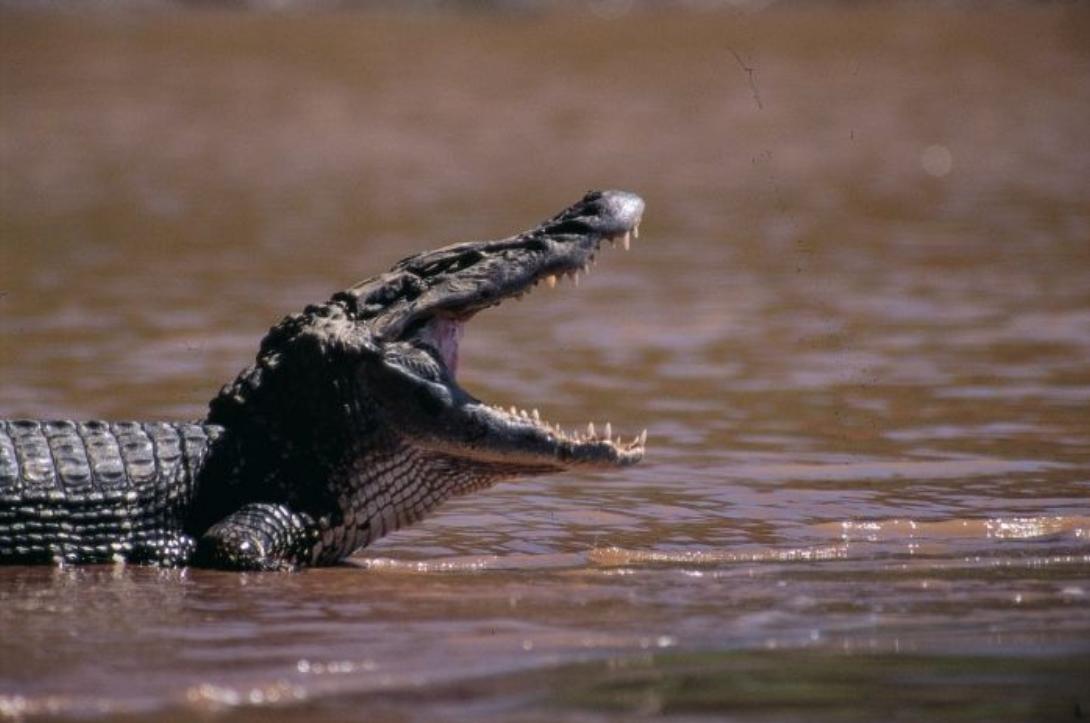 黑凯门鳄极具攻击性,可以一口咬碎椰子,能将猎物撕扯得粉碎