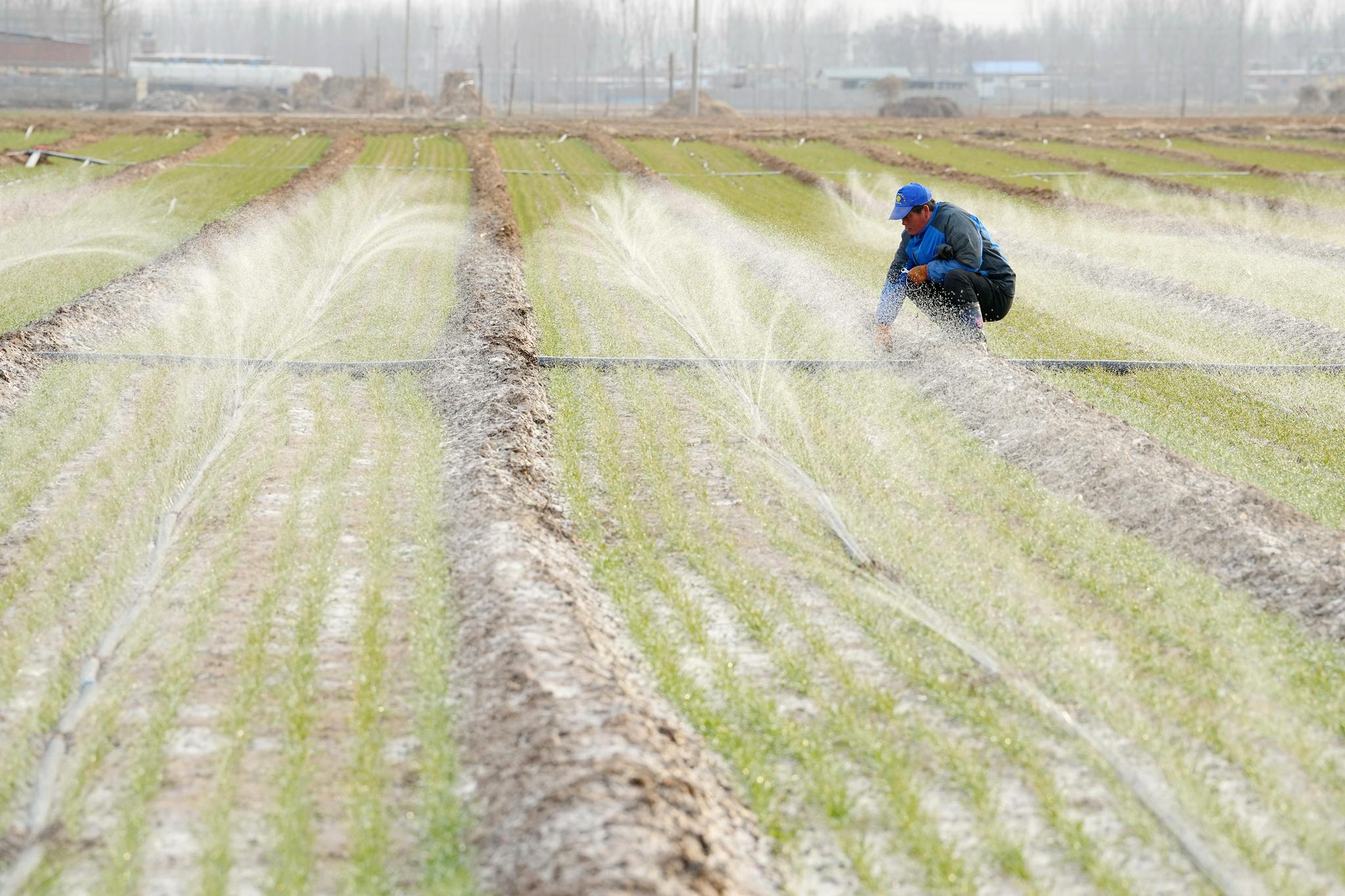 河北滦州冬小麦封冻水灌溉忙