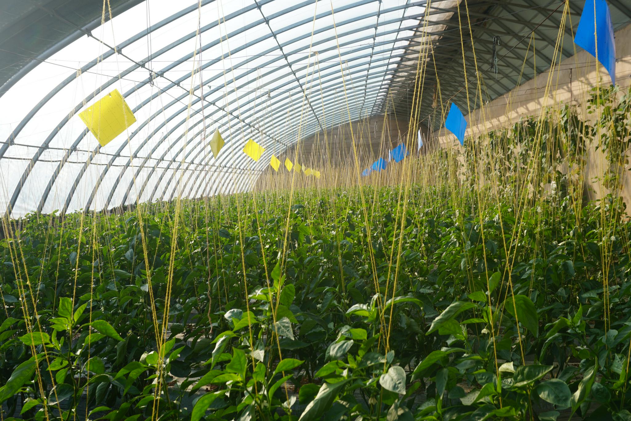 高原蔬菜大棚里的乡村振兴见闻