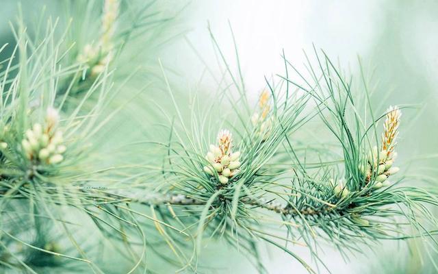 凤凰男以女友怀孕为借口压低彩礼，女方如此反击，结局让人舒服休闲区蓝鸢梦想 - Www.slyday.coM