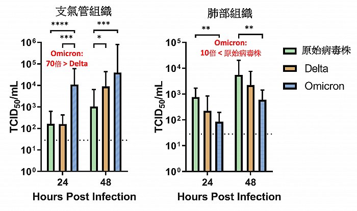 港大研究：奥密克戎在支气管中的感染和复制，比德尔塔等毒株快70倍