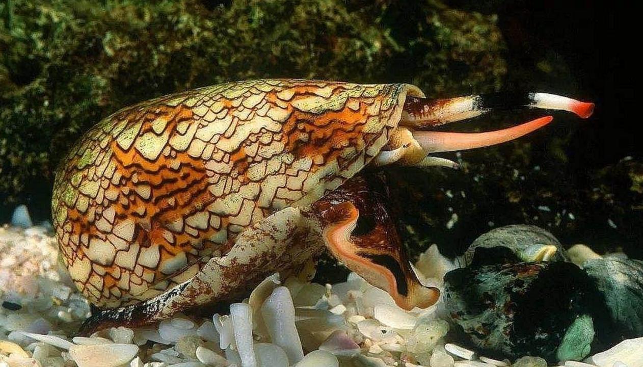 鸡心螺可以用"鱼叉"捕猎,而且它们的毒素目前是没有解药的