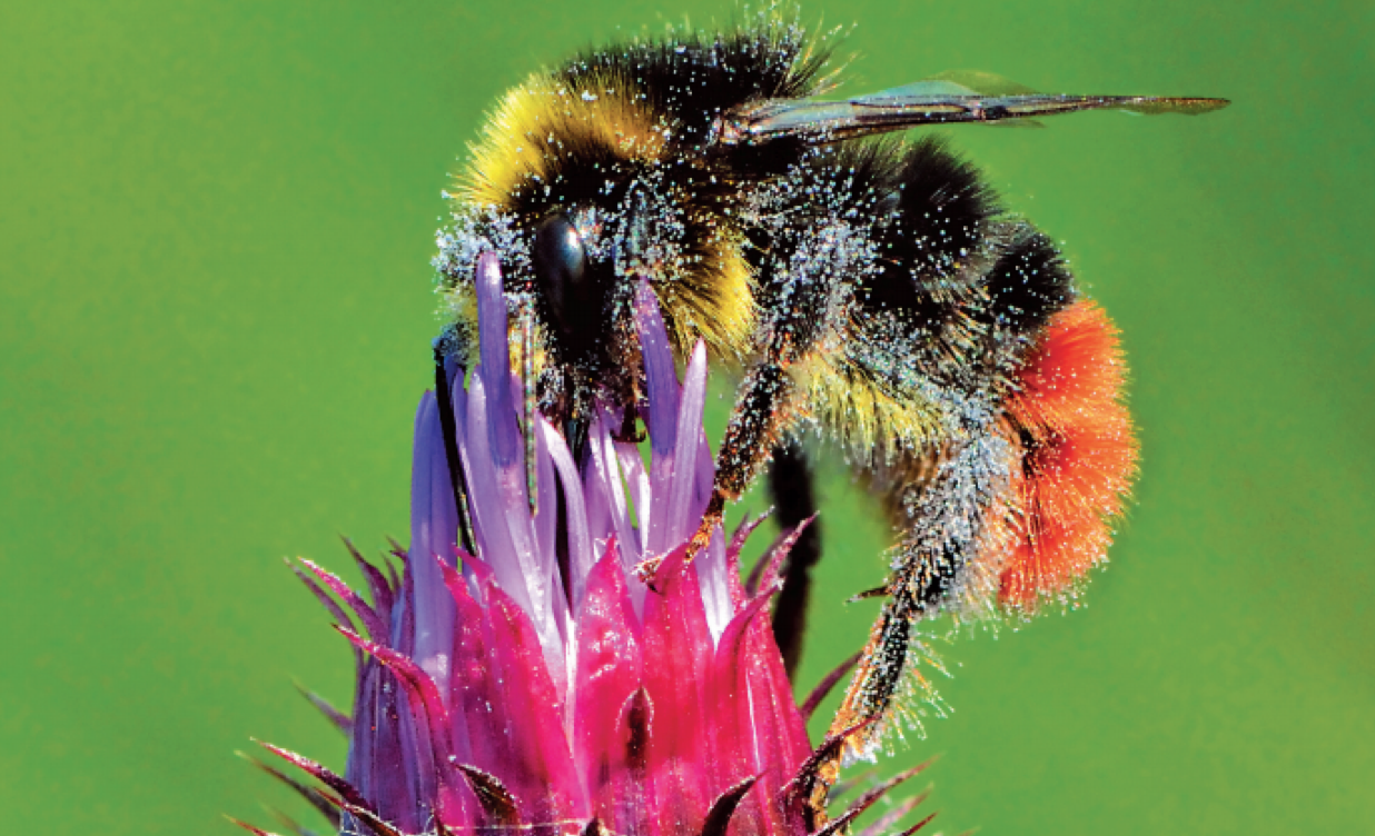 红尾熊蜂.(图片来源:ivar leidus/ wikimedia commons)