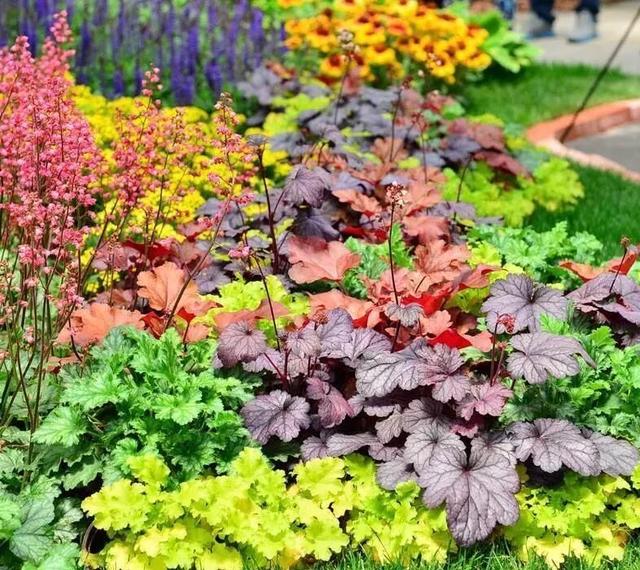 一种绿植,叶子比花还美,耐寒耐阴,好养好看,色彩丰富|绿植|盆栽|土壤