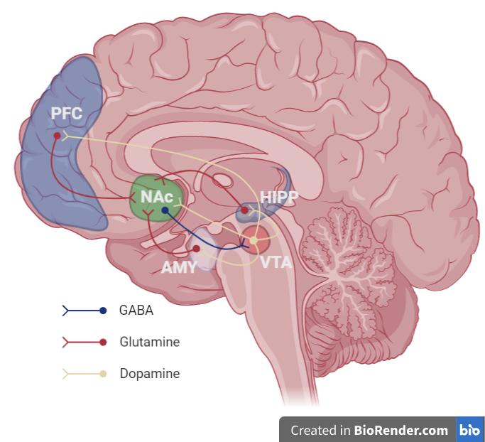 什么是伏隔核,听起来很陌生啊?提到其中一种物质你就熟了——多巴胺.