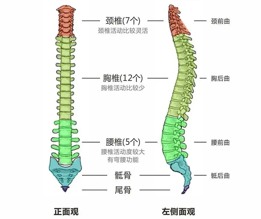 脊柱是人体的主心骨,除了胸椎段,整个脊柱还有另外两个部分,分别是