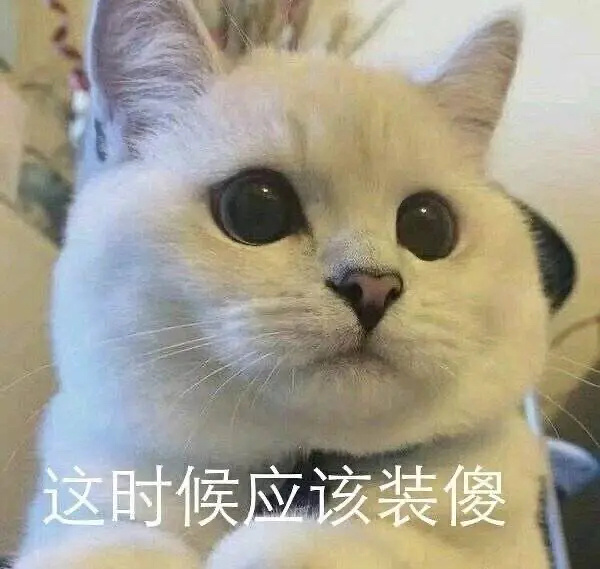 猫猫狗狗的表情包真好用
