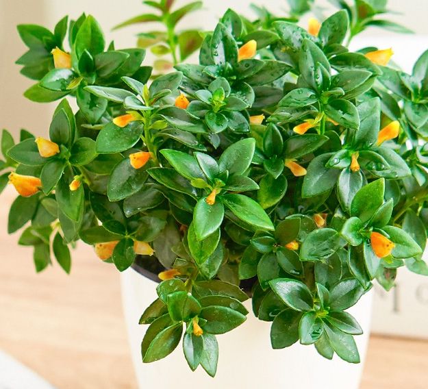 金鱼吊兰不开花用这种办法小金鱼爆盆