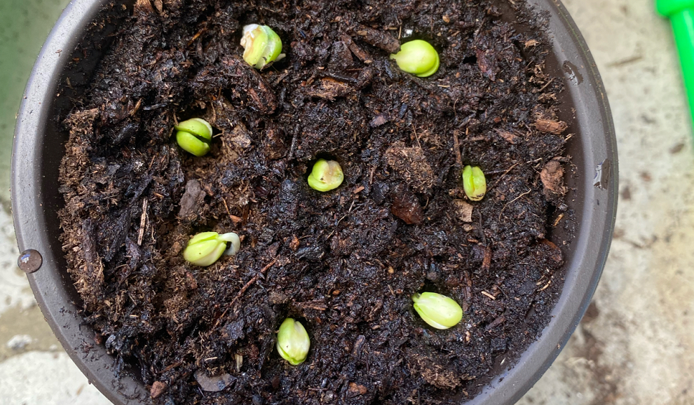 按这3步操作樱桃核养成果树自给自足指日可待