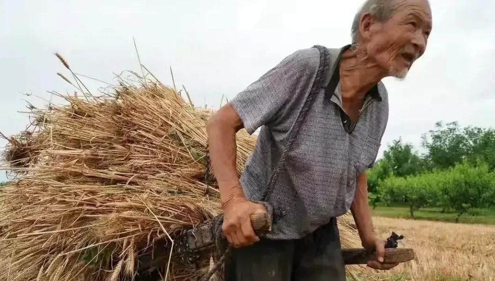 甚至是种地生产粮食赔钱,这些六七十岁的老农民他们也不会去抛荒不种